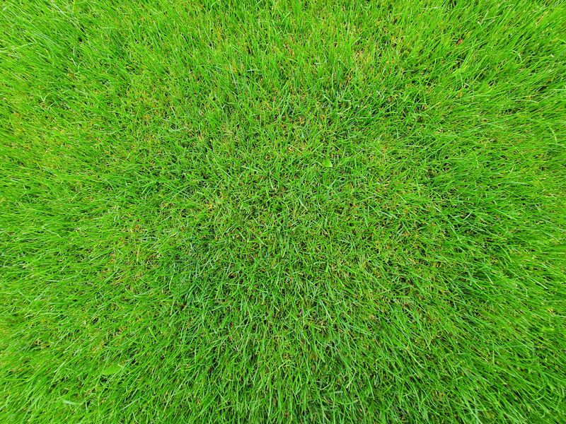 Gazon verde după amenajare