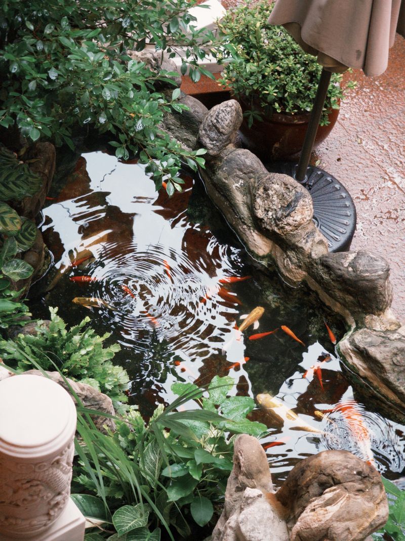 Iaz ornamental finalizat